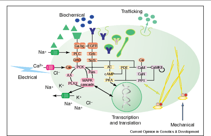 Signal transduction pathways pogil answers