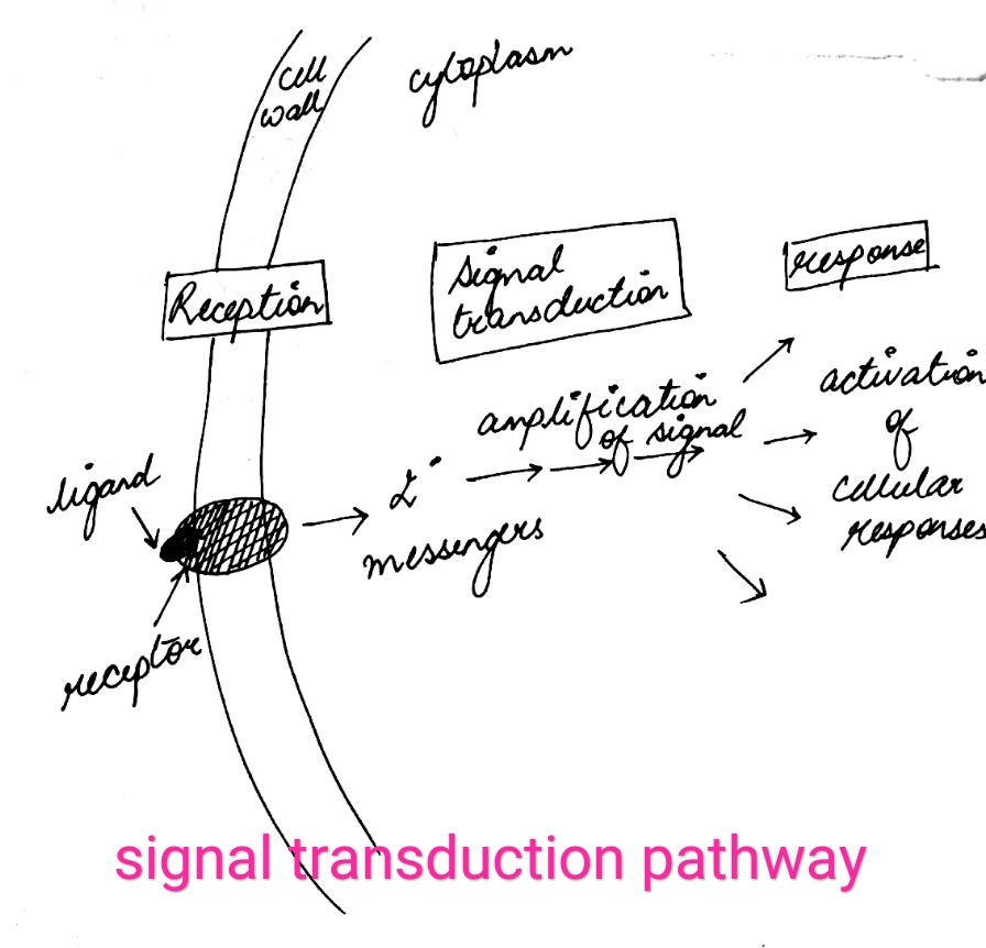 Signal transduction pathways pogil answers