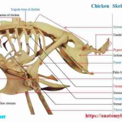 Comparative anatomy of the domestic chicken