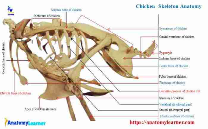 Comparative anatomy of the domestic chicken