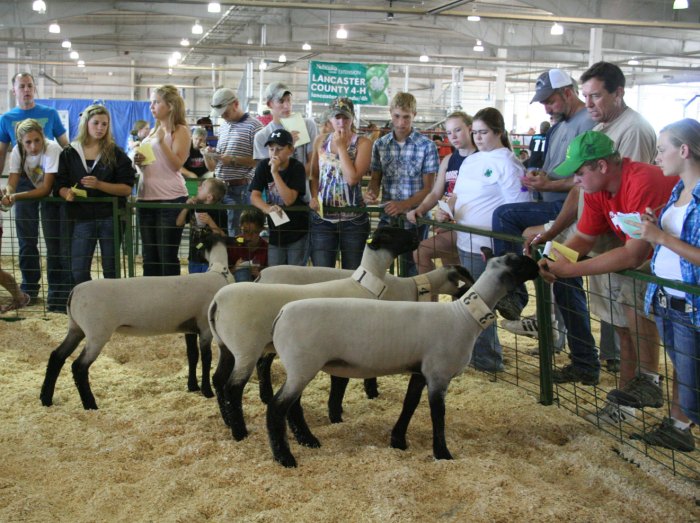 Ffa judging livestock