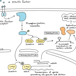 Signal transduction pathways pogil answers