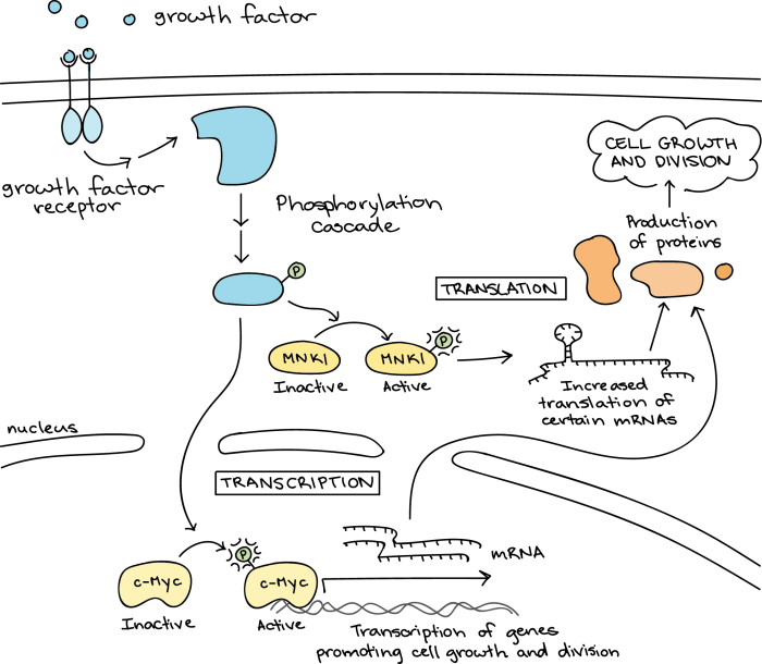 Signal transduction pathways pogil answers