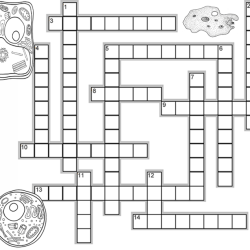 Cell organelles crossword answer key