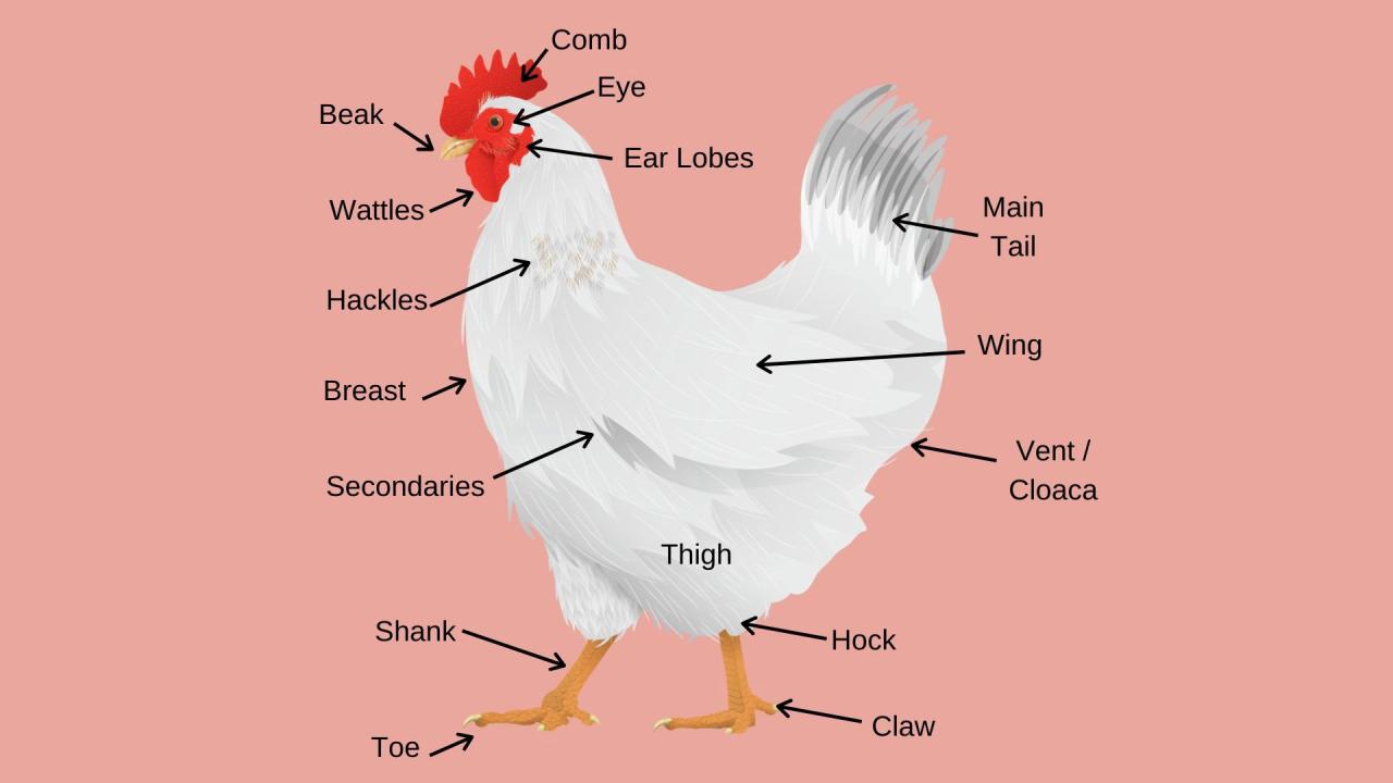 Comparative anatomy of the domestic chicken