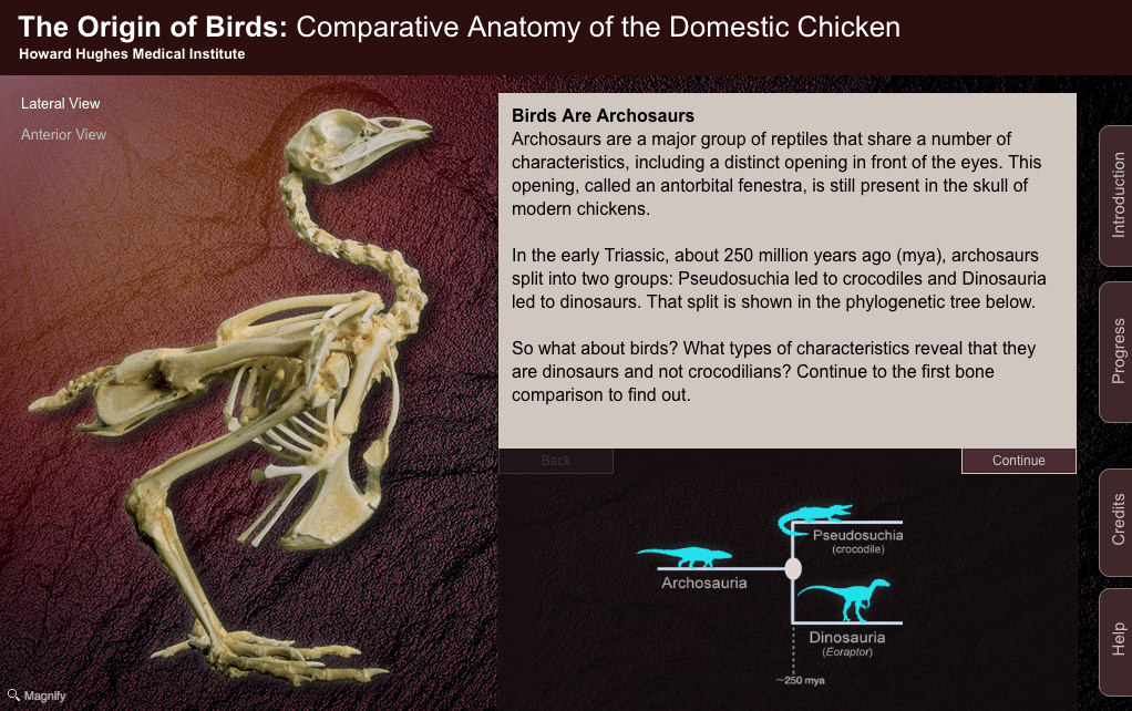 Evolution arm evidence bones wing bird forelimb homology britannica leg anatomy comparative structure vertebrates limbs homologies jointed bone human fish