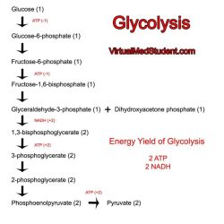 Respiration aerobic glycolysis atp anaerobic cellular mitochondria occur fissi edurev occurs cytosol coa pyruvate acetyl