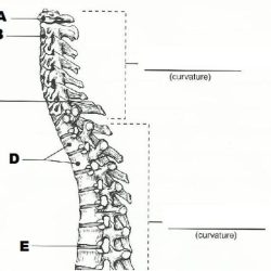 Axial skeleton lab solved transcribed thoracic cage