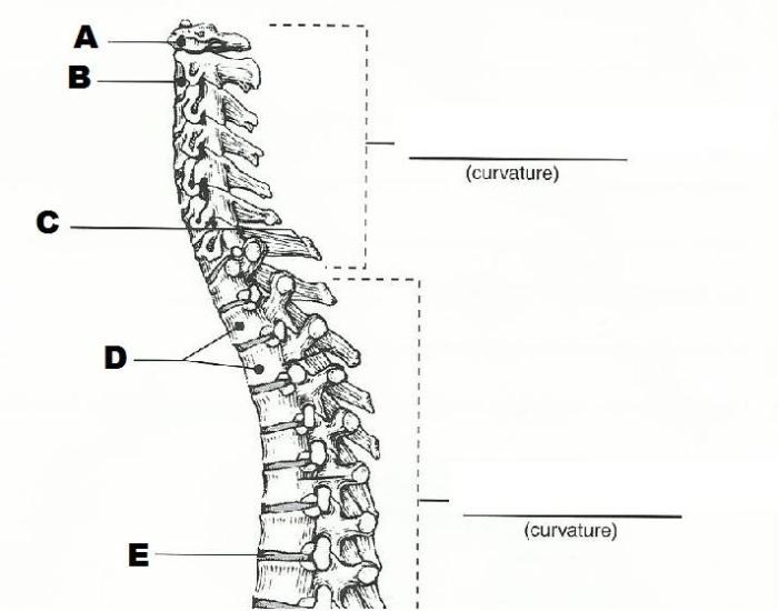 Axial skeleton lab solved transcribed thoracic cage