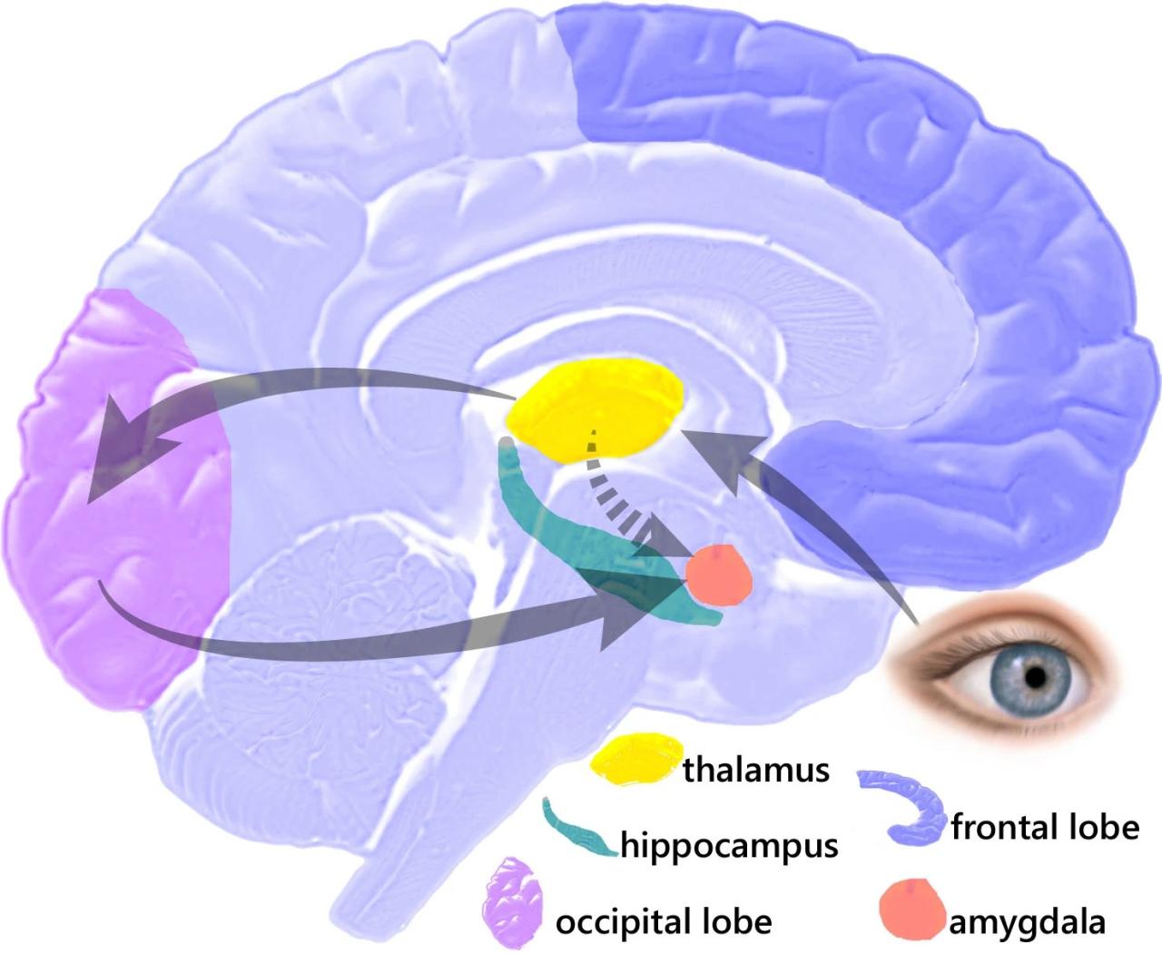 Brain parts involved in the fight or flight response crossword