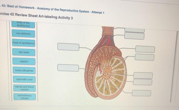 Exercise 9 review sheet the axial skeleton