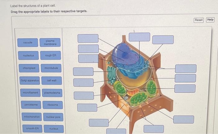 Cell science biology project animal cells poster organelles plant model 3d description grade models teaching lessons style projects kids specialized