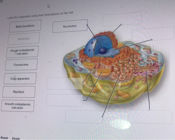 Label the organelles using their descriptions on the left