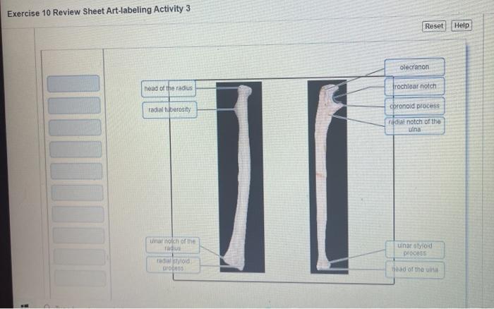 Exercise 9 review sheet the axial skeleton