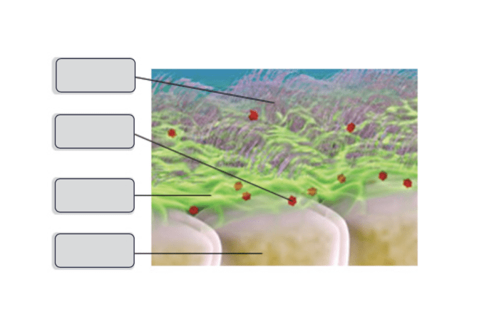 Mediated chegg immunology transcribed