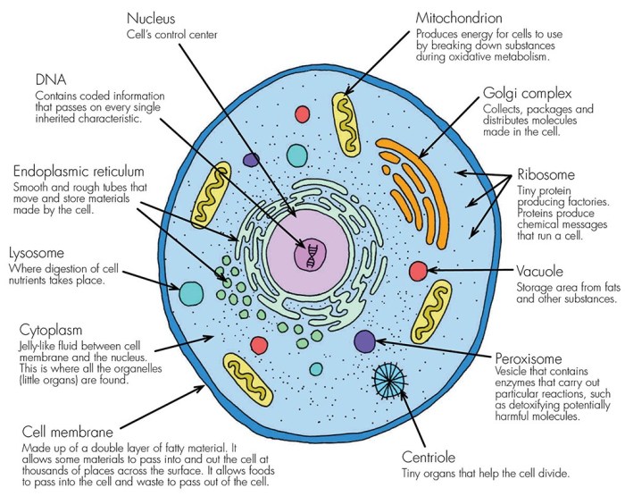 Functions cell organelles organelle worksheet matching plant cells structure parts animal worksheets function science answer biology key answers pdf eukaryotic