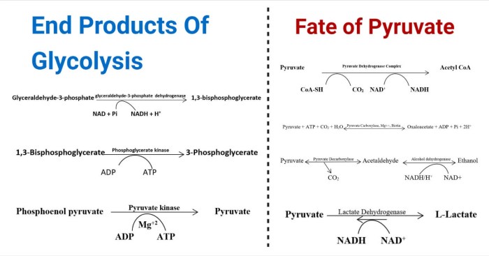 Identify the irreversible reactions of glycolysis under intracellular conditions