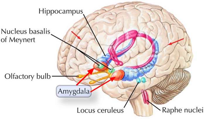 Brain parts involved in the fight or flight response crossword