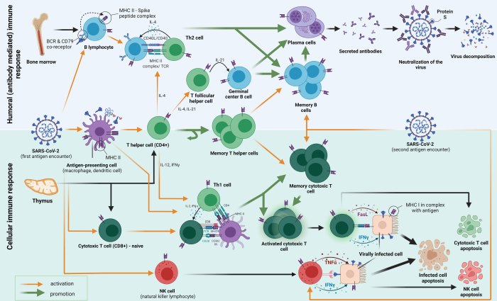 Cells response affects lack mainly memory primary immune false true