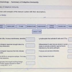 Microflix activity immunology infection and initial response