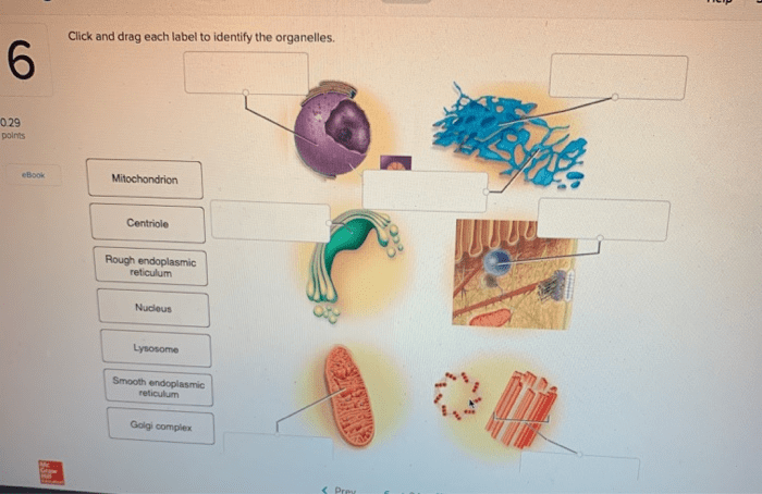 Label the organelles using their descriptions on the left